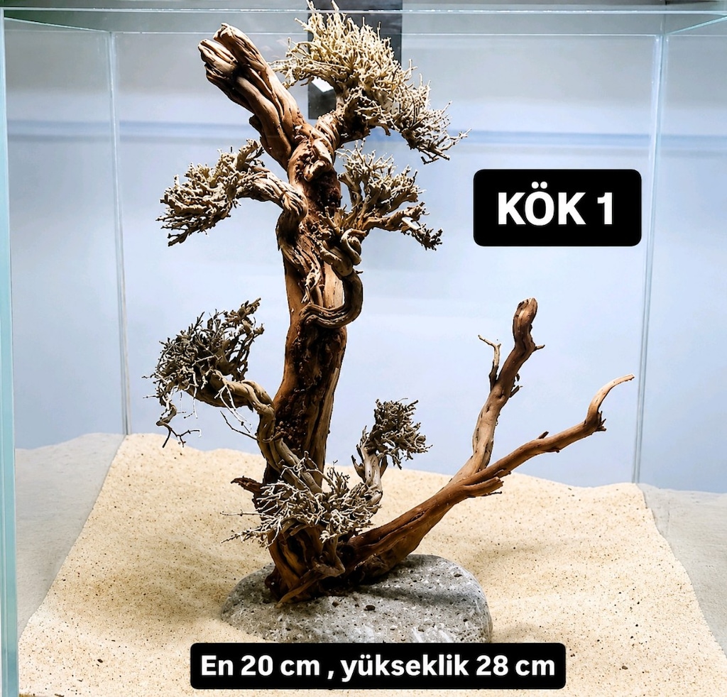 Moss ağaç çeşitleri - 13