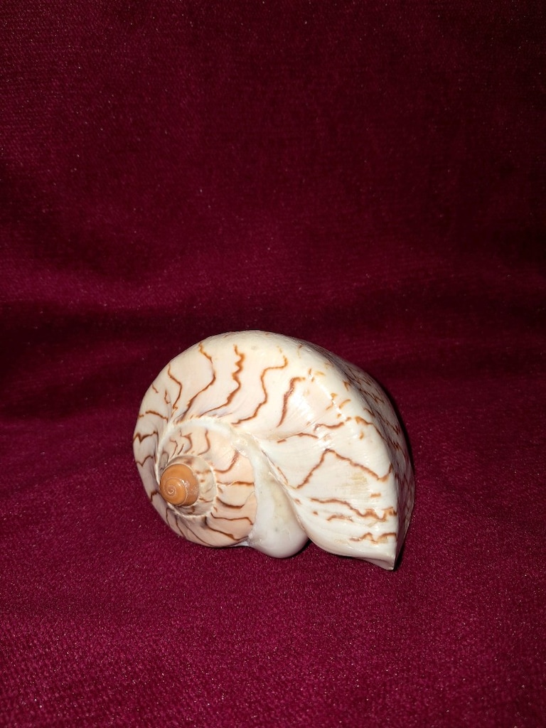 DENİZ KABUĞU - 2