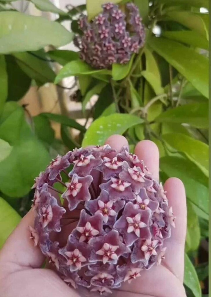 Hoya craspetiolata çiçek görseli alıntıdır - 2