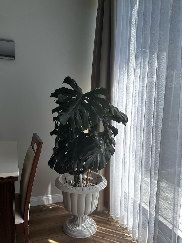 canlı çiçek