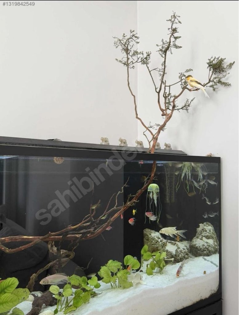 samp sistemli ultra clear camlı akvaryum set. - 3