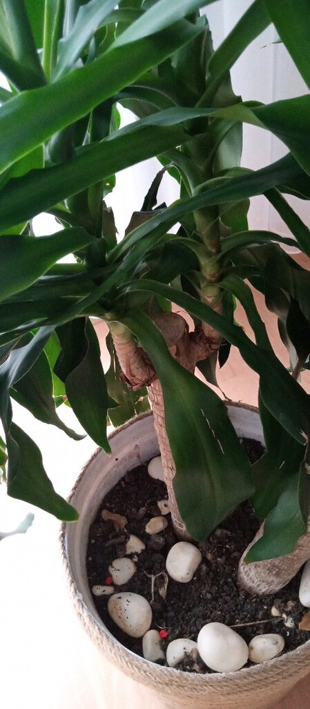 büyük çok gövdeli dracaena - 5