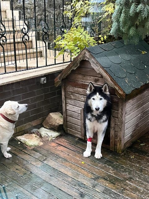 Büyük boy köpek klubesi