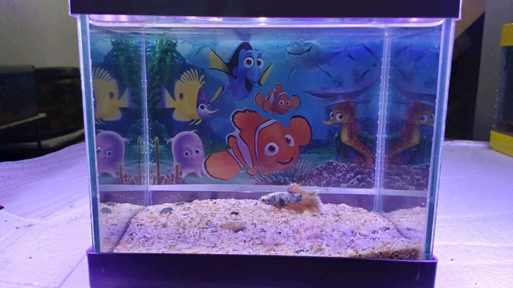 betta ve akvaryum - 2