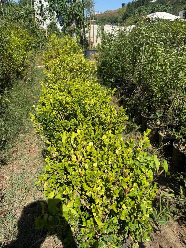 şimşir - 3