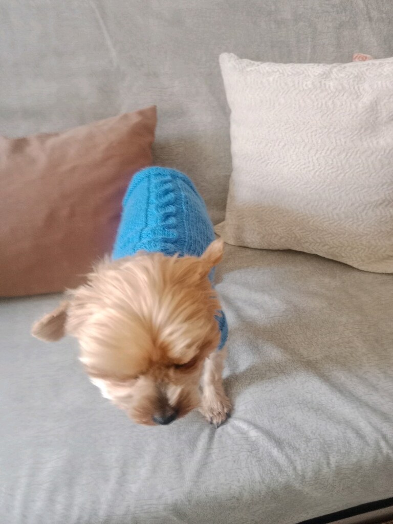 Köpek giyisisi S beden - 4