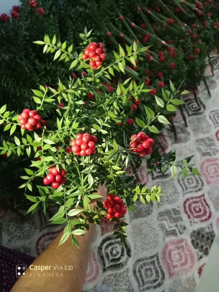 GERCEK MESHUR KARADENİZ KOKİNASI - 6