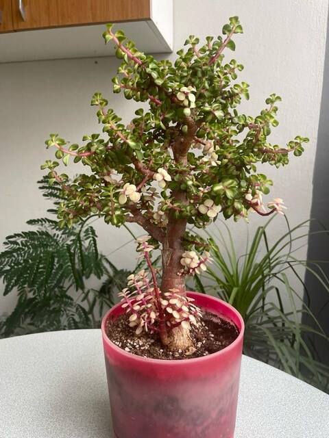 Bonsai / Sukulent / Para Ağacı / Portulacaria Afra Variegata