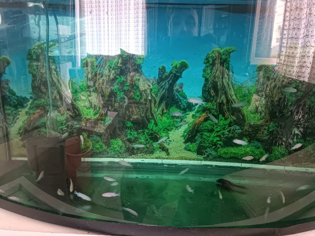 2-3 cm arası Sarı,ve Beyaz Prenses ,Calico Yunus yavruları - 3