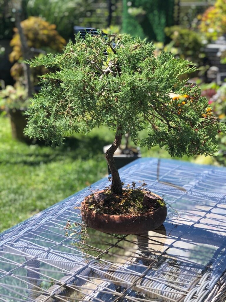 Bonsai Bitkisi - 6