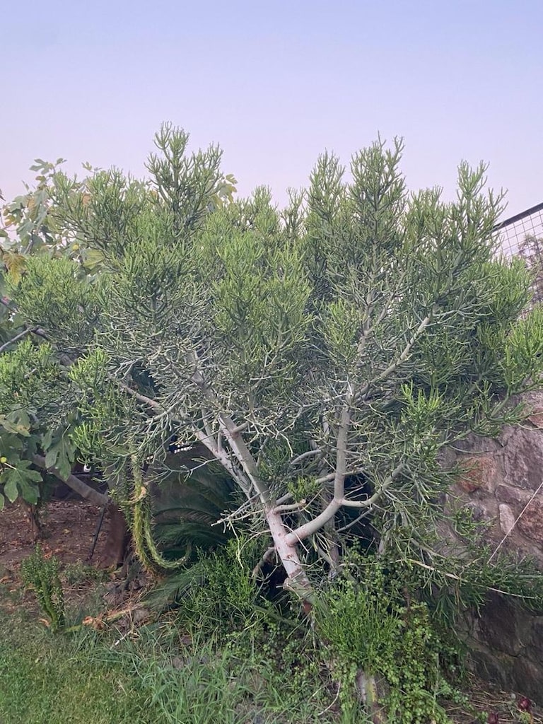 5 ve 10 yıllık kalem ağacı(Euphorbia tirucalli) peyzaj için 2m ve 4m - 2