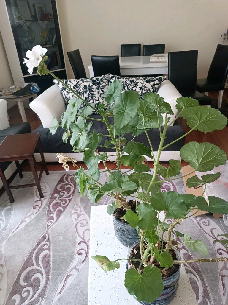 Beyaz Pembe açan çiçekler tanesi 150 tl - 5