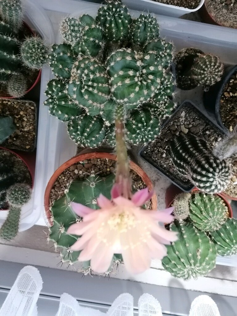 Echinopsis Hibrit - 2