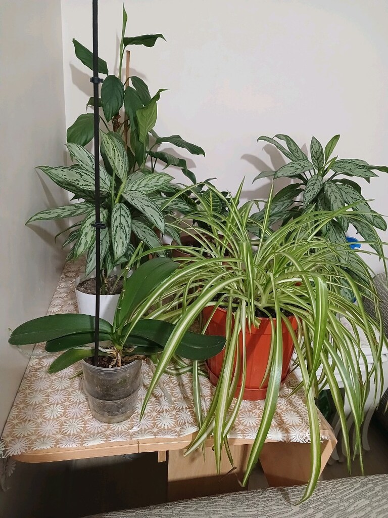 ev balkon çiçekleri - 10