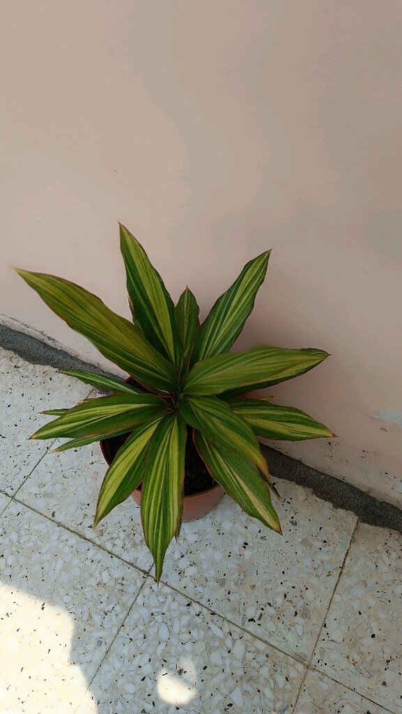 3 Renkli canlı salon çiçeği - 2