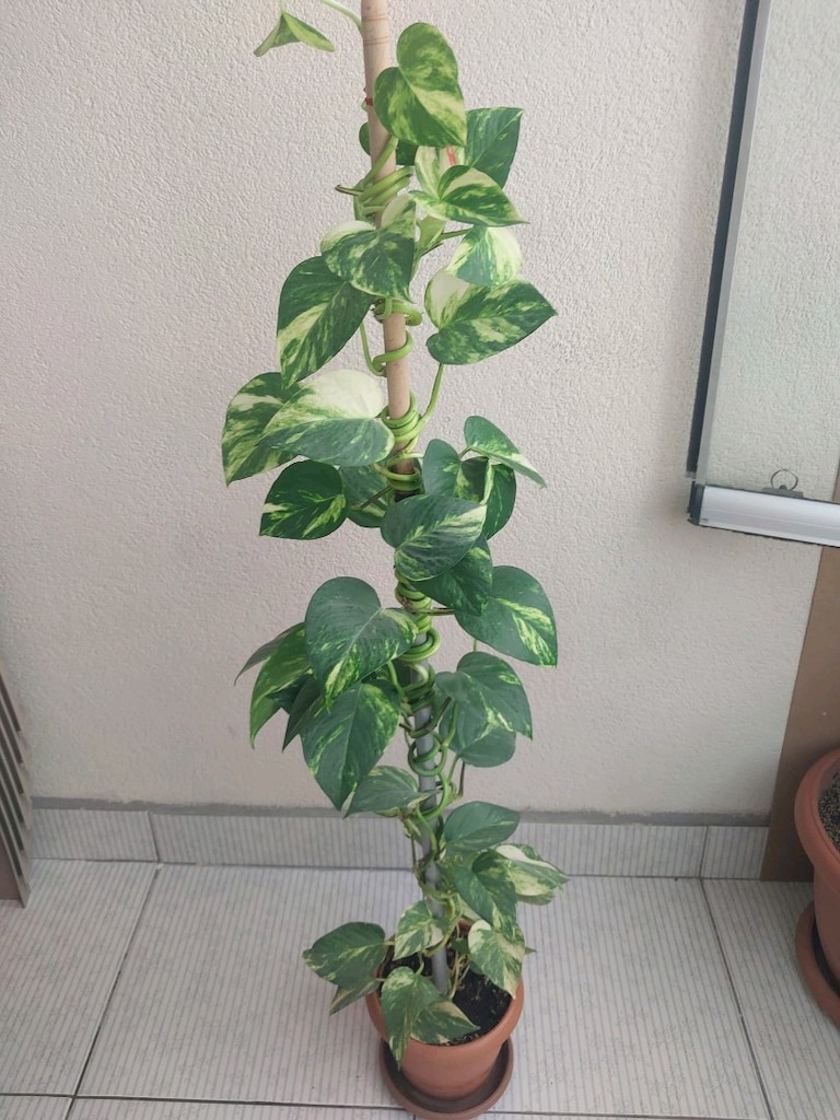 Sarmaşık - 8