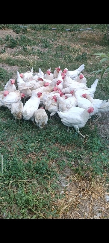 satılık tavuk ligorin tavuk