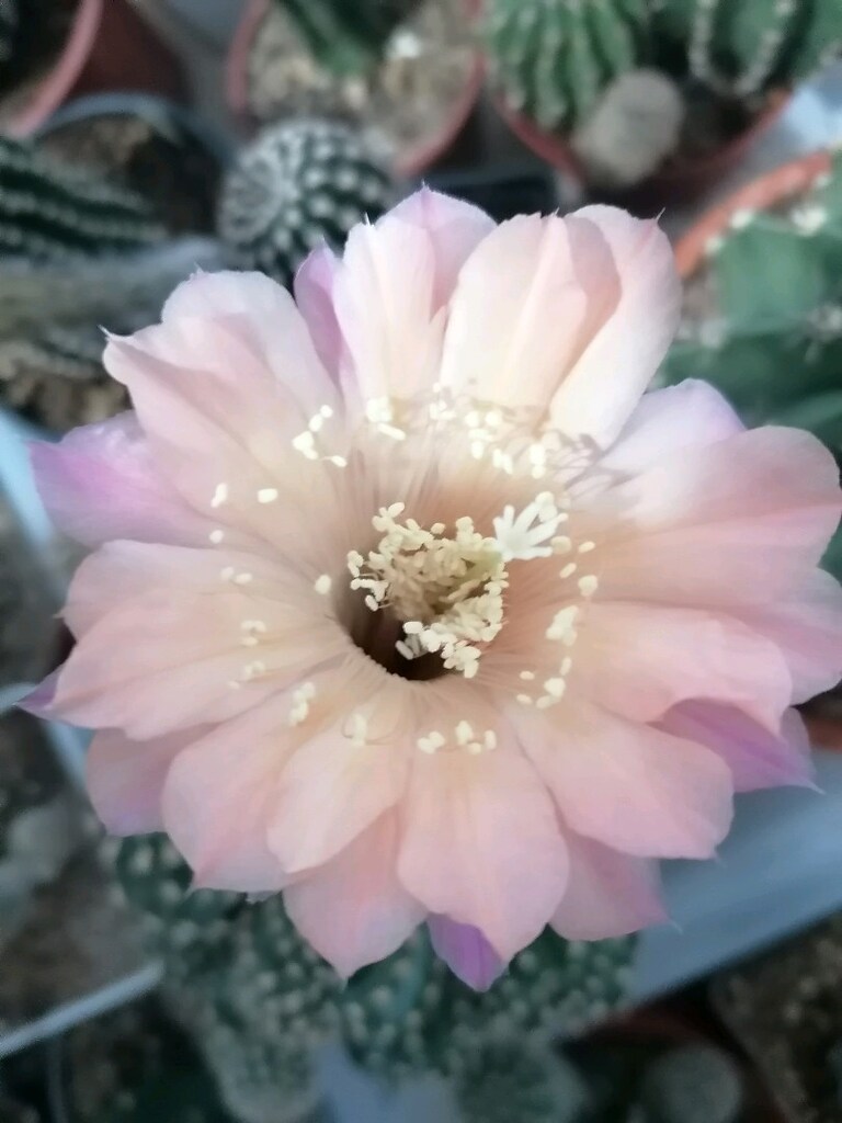 Echinopsis Hibrit - 3