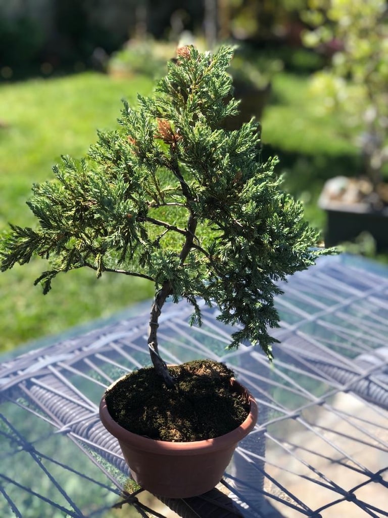 Bonsai Bİtkisi - 5