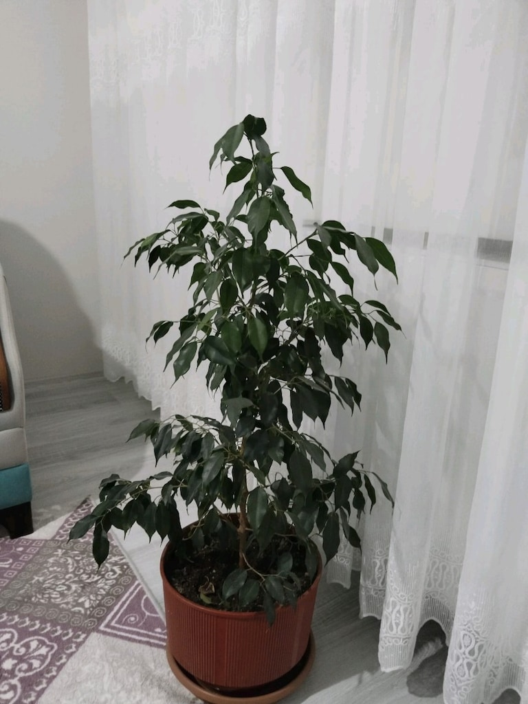 canlı çiçek bencemin - 3