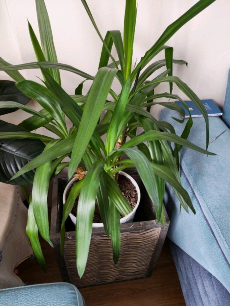 YUCCA canlı çiçek - 2