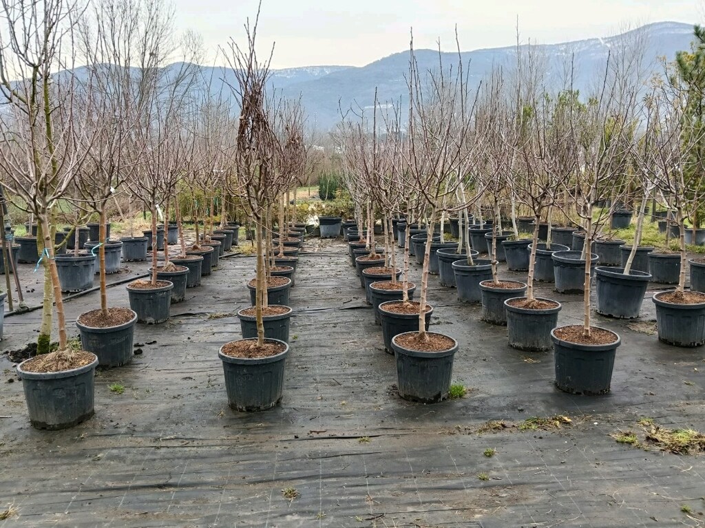 HER ÇEŞİT MEYVE FİDANI - 4