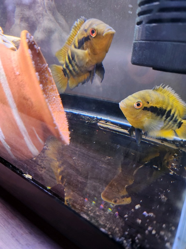 50 cm ful set Akvaryum - 3