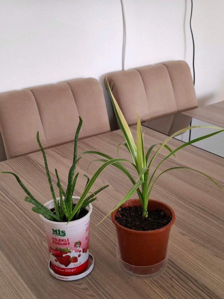 canlı çiçekler ( ikisi 250₺) - 11