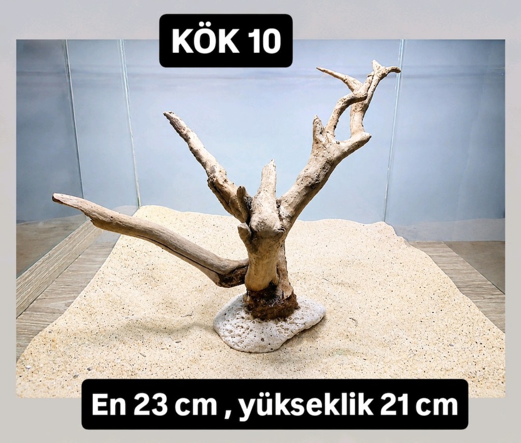 akvaryum kök - 9
