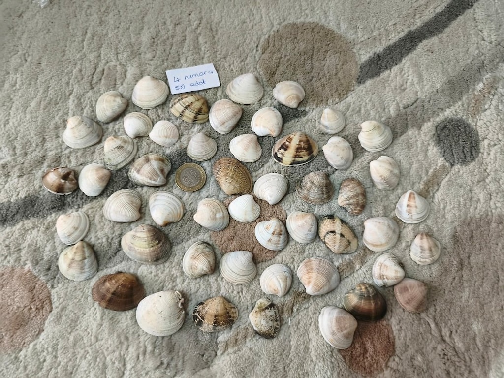 doğal Deniz kabukları - 5