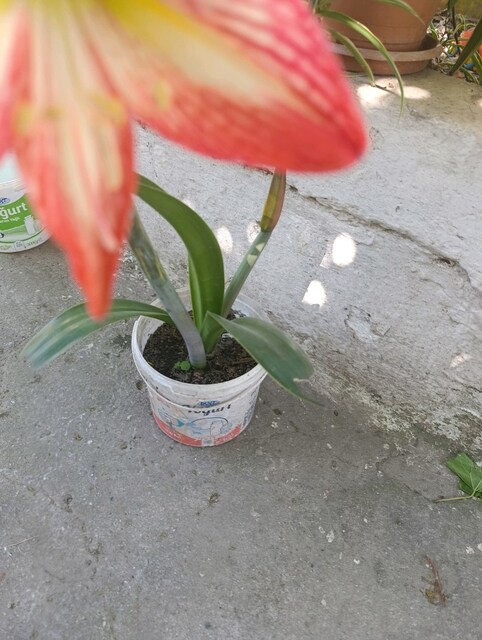 Zambak çiçeği
