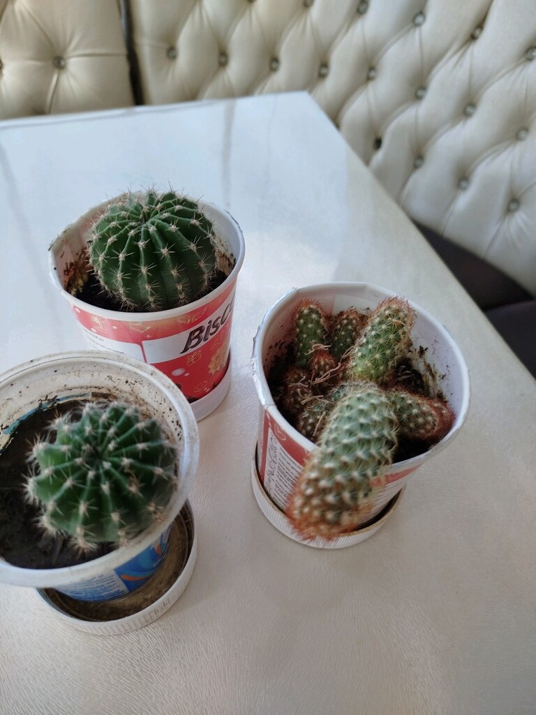 çiçek açan kaktüsler ( tanesi 50 tl) - 12