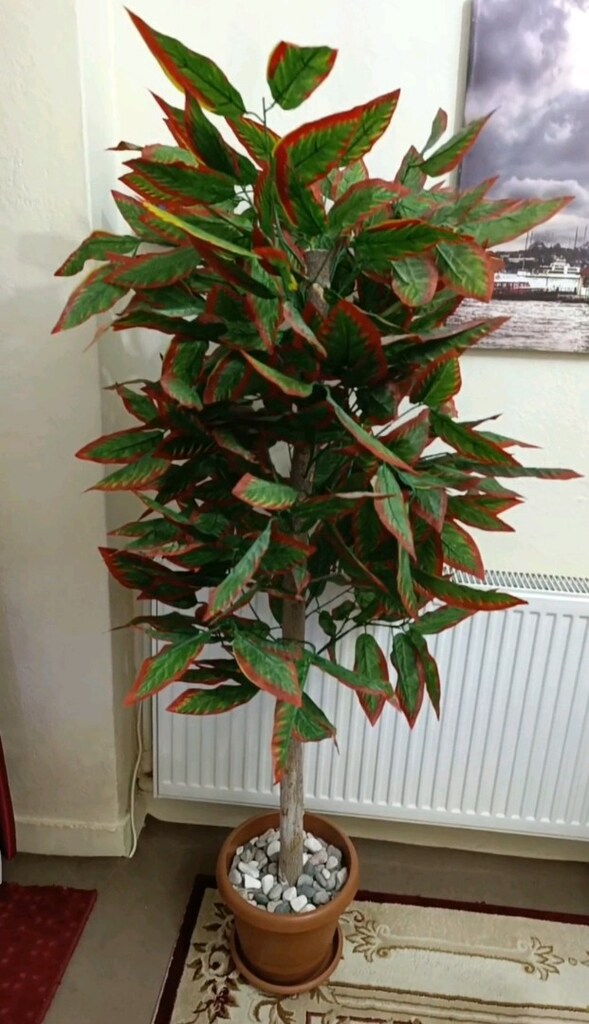 yapay croton ağacı - 2