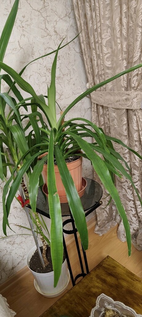 PANDANUS ÇİÇEĞİ - 3