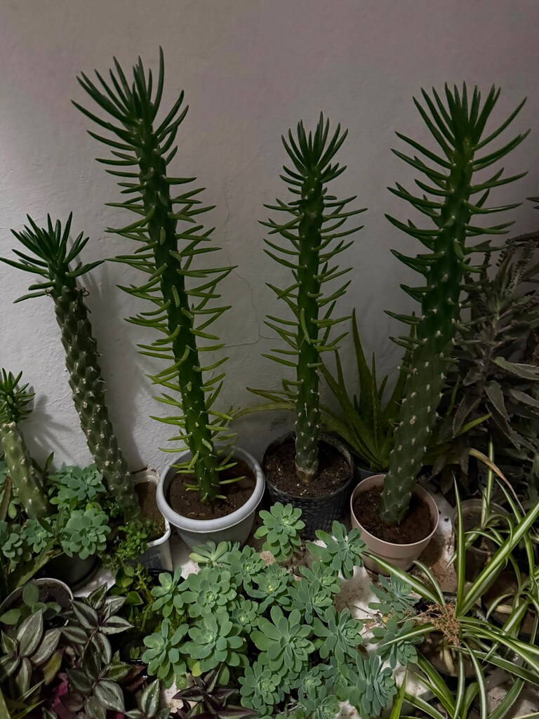 Kaktüs, Austrocylindropuntia subulata boyu 50 cm geçti indirimli - 4