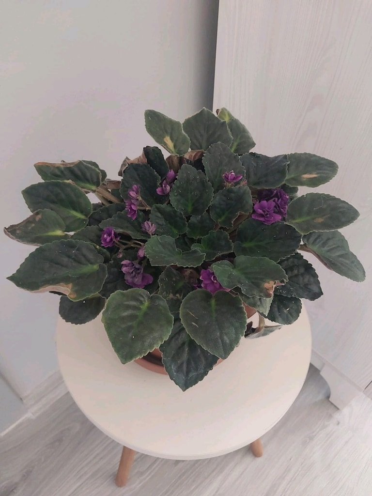 Magenta Menekşe - 4