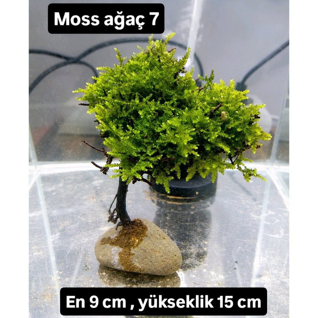 Mosslu ağaç çesitleri - 5