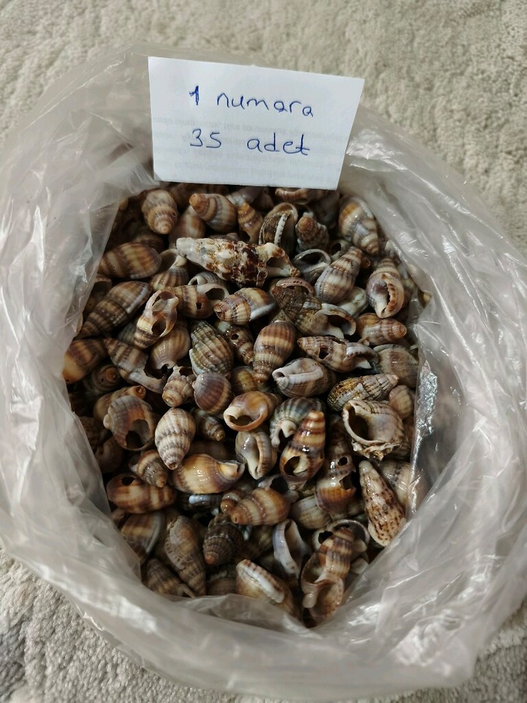 doğal Deniz kabukları - 2