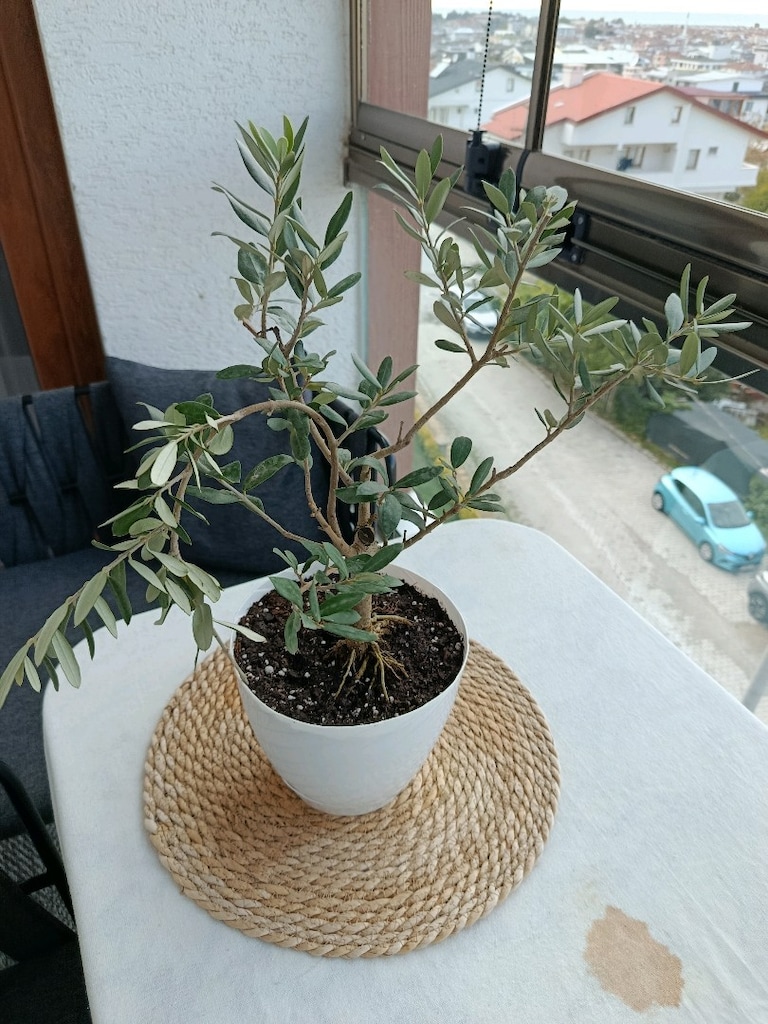 bonsai zeytin - 2