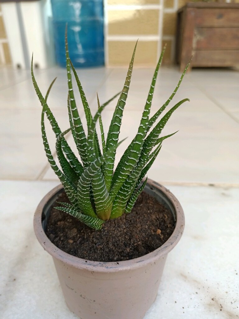 ZEBRA KAKTÜS (Bu fiyatlara çiçek bulamazsınız) - 2