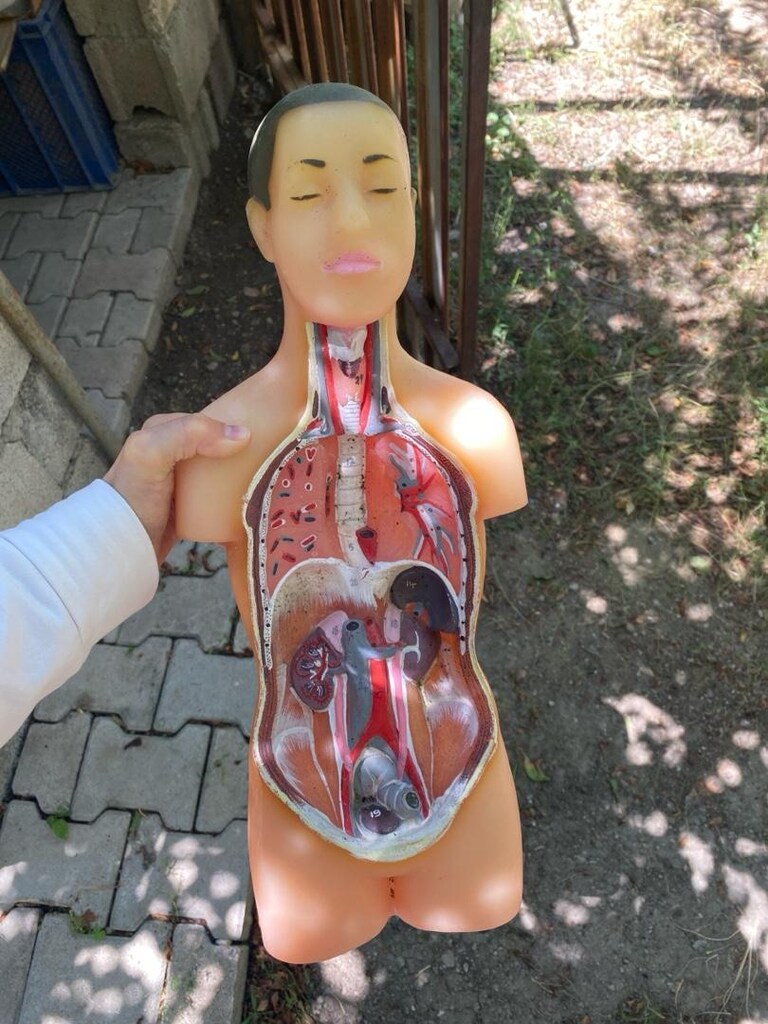insan anatomisi - 2