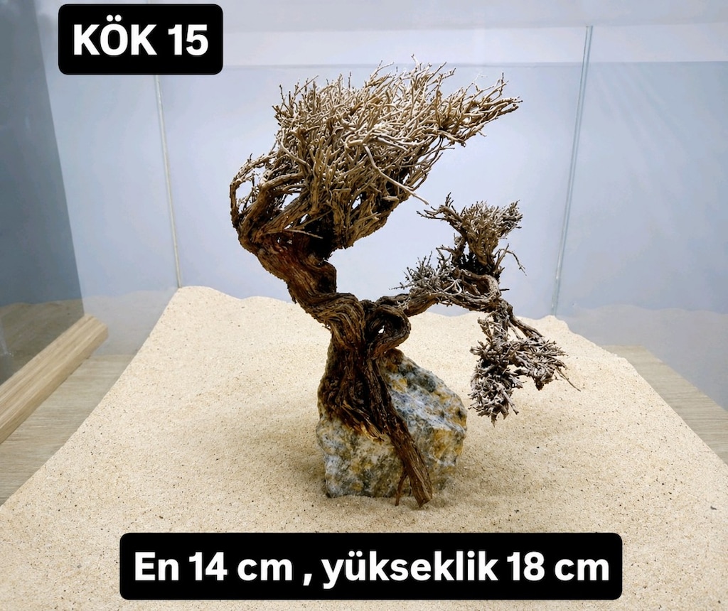 Moss ağaç çeşitleri - 20