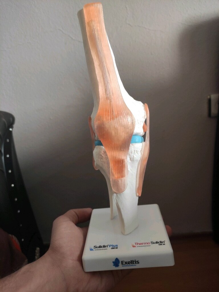 Diz maketi(patella) - 4