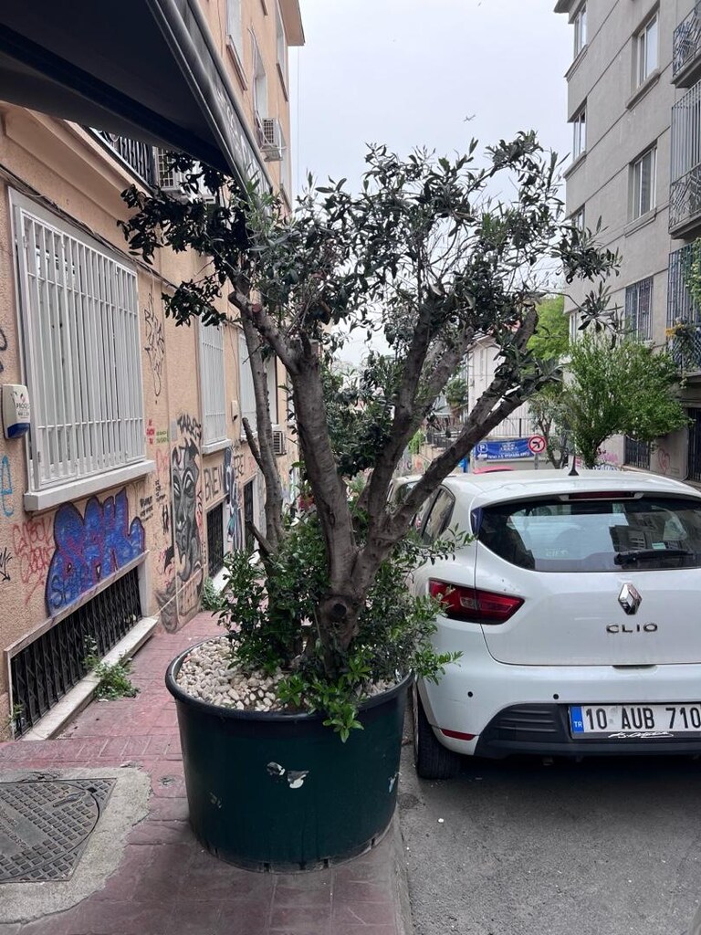 KALIN GÖVDE DEKORATİF ZEYTİN AĞACI