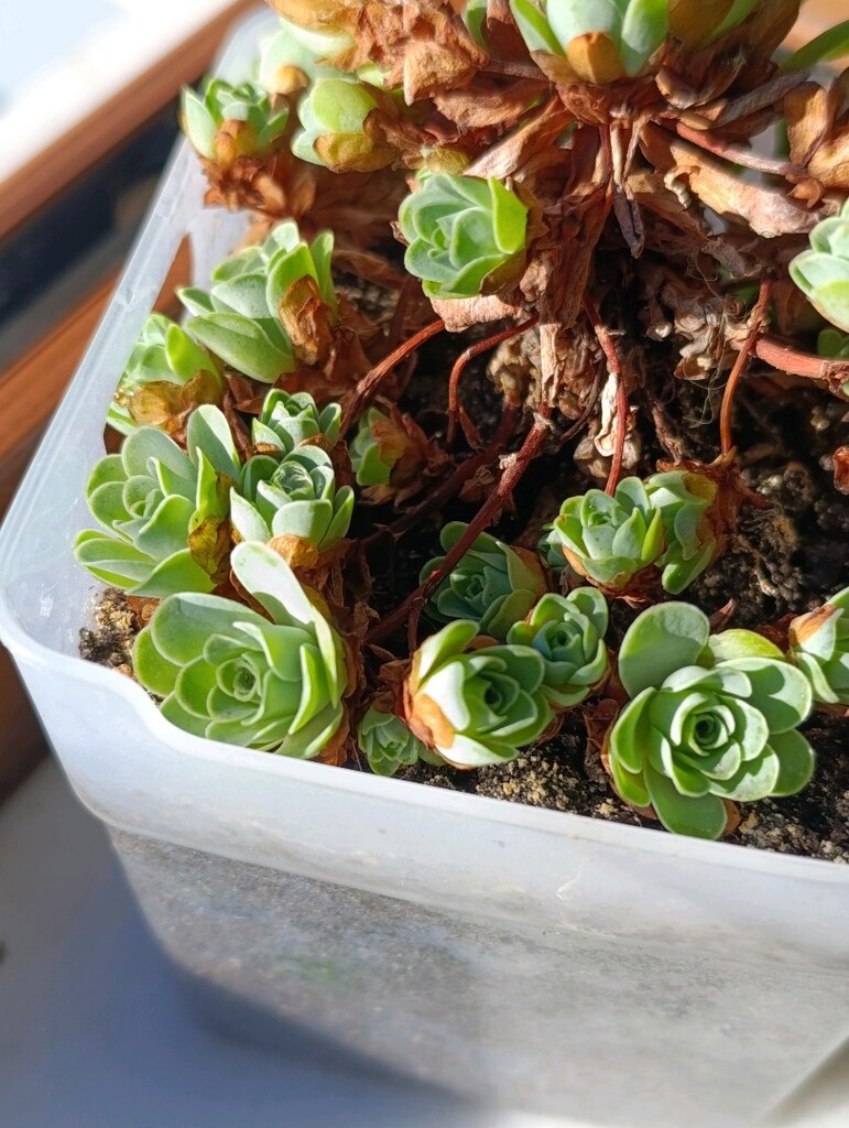 Greenovia Dodrantelis Aeonium Sukulent - 16