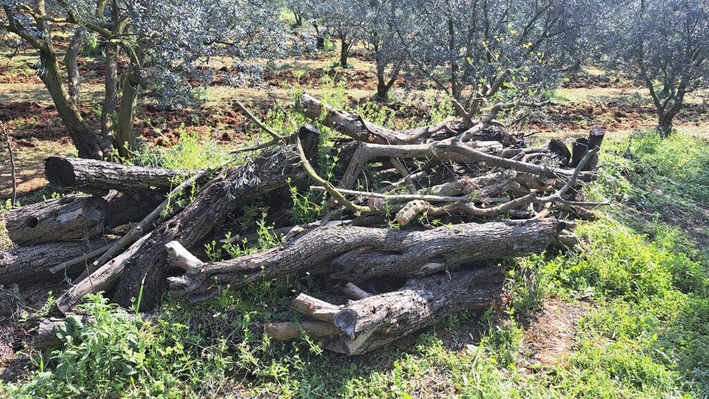 Zeytin Odun - 3