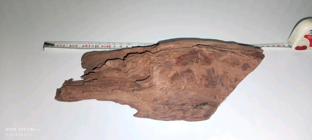 30 CM DOĞAL MANGROW KÖK - 5