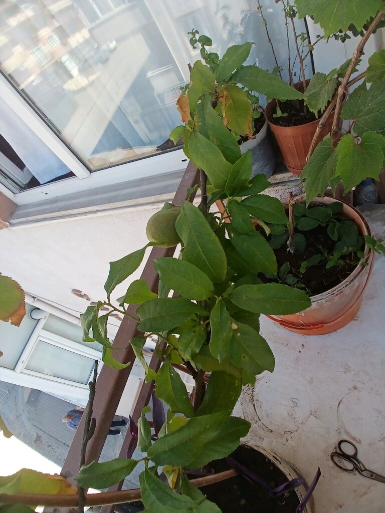 ev balkon çiçekleri - 14