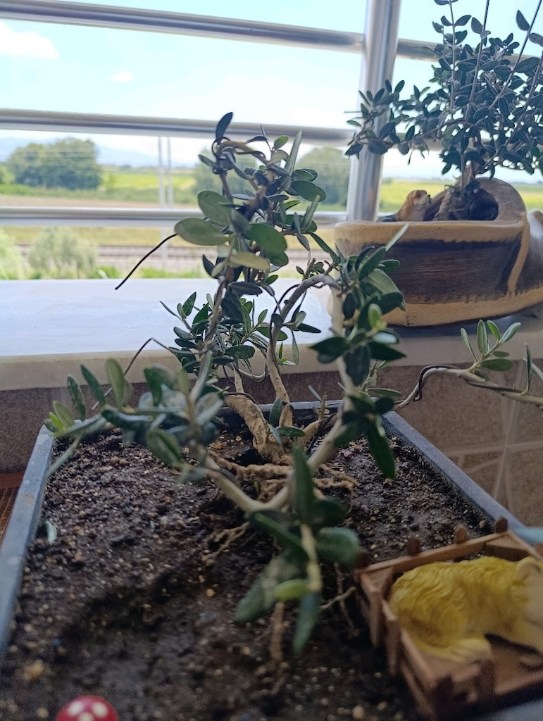 zeytin bonsai - 5
