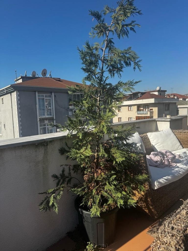 leylandi / çam ağacı - 3
